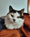 BIG & FLOOFY - Marlo - Doll-face Persian Mix