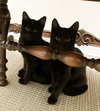 PETE & HENRY - Offered by Owner - Bonded Pair