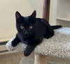 PETE & HENRY - Offered by Owner - Bonded Pair