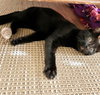 PETE & HENRY - Offered by Owner - Bonded Pair