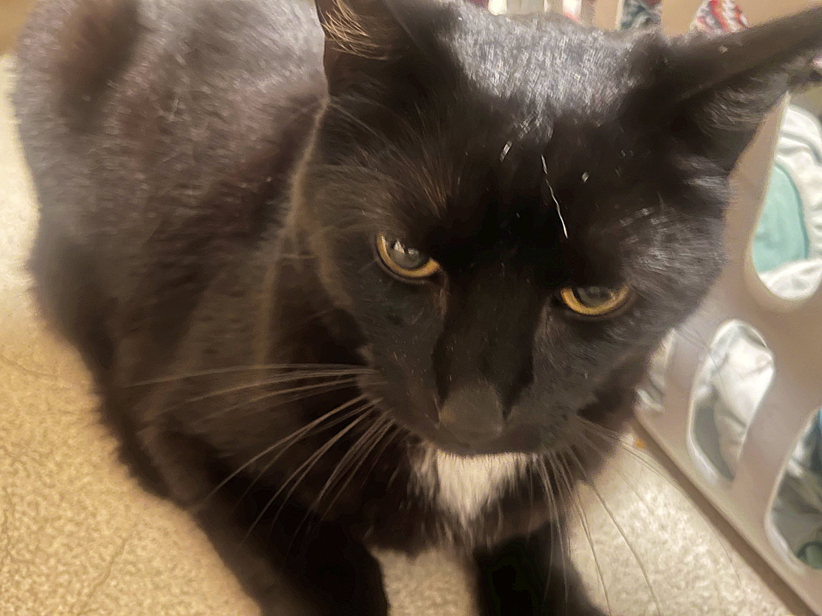 WRINKLE #1767- Offered by Owner - Friendly Male Image