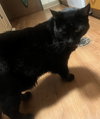 WRINKLE #1767- Offered by Owner - Friendly Male