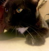 WRINKLE #1767- Offered by Owner - Friendly Male