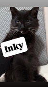 INKY and NOVA - Kitten Brothers