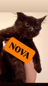 INKY and NOVA - Kitten Brothers