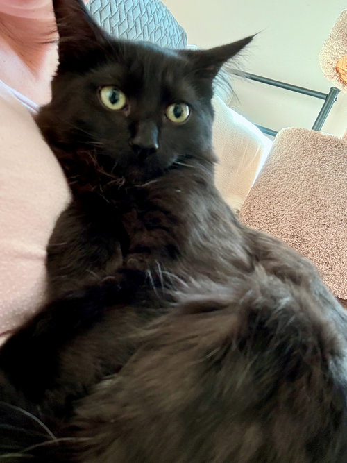 NOVA (and Onyx, Midnight and Inky)