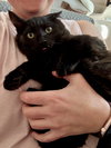 NOVA (and Onyx, Midnight and Inky)