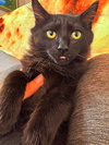 NOVA (and Onyx, Midnight and Inky)