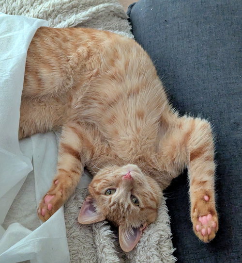 HOBBES #1769 - Offered by Owner - Needs a Playmate