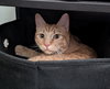 HOBBES #1769 - Offered by Owner - Needs a Playmate
