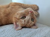 HOBBES #1769 - Offered by Owner - Needs a Playmate
