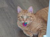 HOBBES #1769 - Offered by Owner - Needs a Playmate