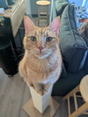 HOBBES #1769 - Offered by Owner - Needs a Playmate
