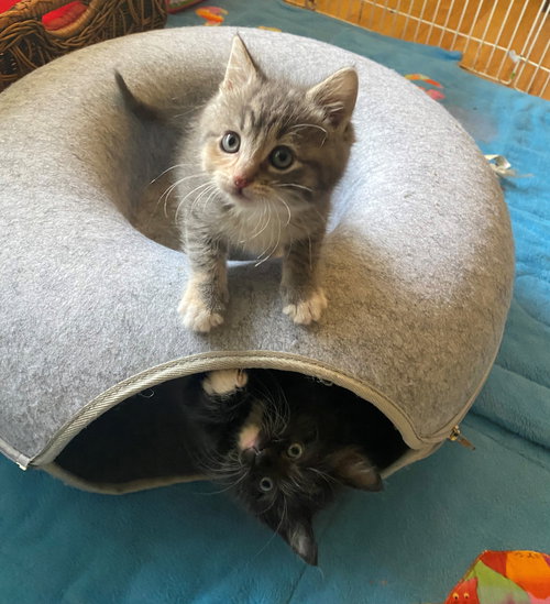Christmas Buddies  Silver Bell & Jingles