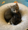 Christmas Buddies  Silver Bell & Jingles