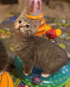 Christmas Buddies  Silver Bell & Jingles