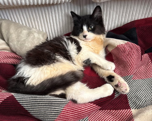 STUMBLE - Offered by Owner - Special Needs