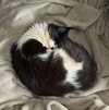 STUMBLE - Offered by Owner - Special Needs