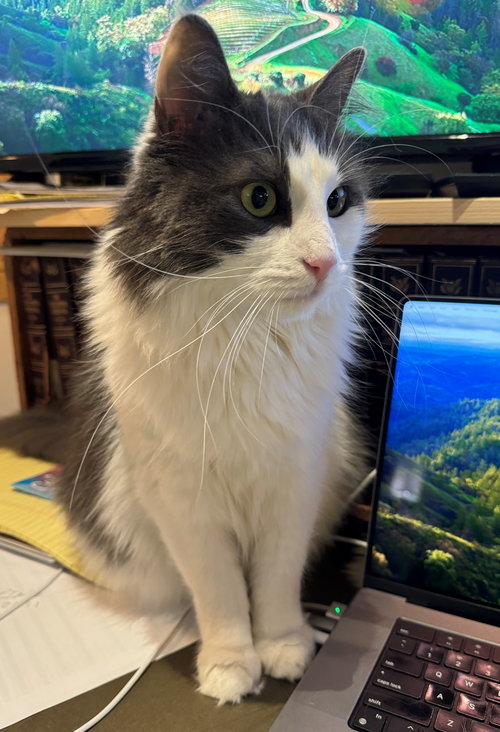 PIPPA  #1771 - Offered by Owner