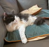 PIPPA  #1771 - Offered by Owner