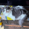 PIPPA  #1771 - Offered by Owner
