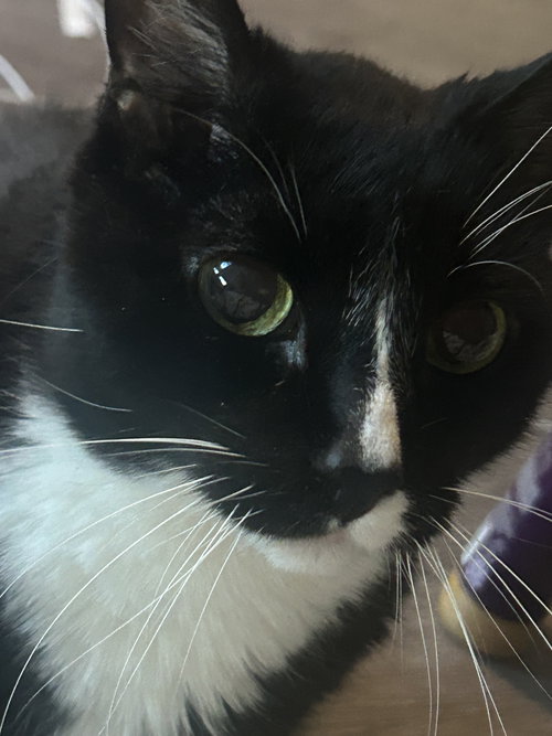 MR. OREO #1772 - Offered by Owner - Sweet Senior