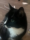 MR. OREO #1772 - Offered by Owner - Sweet Senior