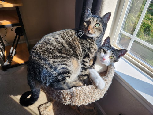 Wrangler & Tillie #1774 - Offered by Owner