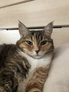 Petunia Grace #1776 -Offered by Owner -Senior Gal