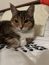 Petunia Grace #1776 -Offered by Owner -Senior Gal