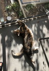 Petunia Grace #1776 -Offered by Owner -Senior Gal