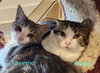 Laverne, Shirley and Squiggy - Best Friends!