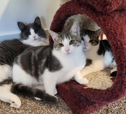 Laverne, Shirley and Squiggy - Best Friends!