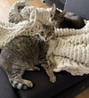 ROSE & LEFTY #1777-Offered by Owner-Bonded Seniors