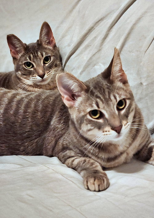 DOLLY & IRIS #1779 - Offered by Owner - Bonded