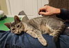 DOLLY & IRIS #1779 - Offered by Owner - Bonded