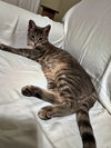 DOLLY & IRIS #1779 - Offered by Owner - Bonded