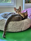 DOLLY & IRIS #1779 - Offered by Owner - Bonded
