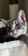 DOLLY & IRIS #1779 - Offered by Owner - Bonded
