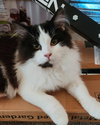 BIG & FLOOFY #2 - Milan and Mahi
