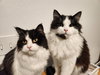 MAHI & MULAN - Big and Fluffy Teen Kittens