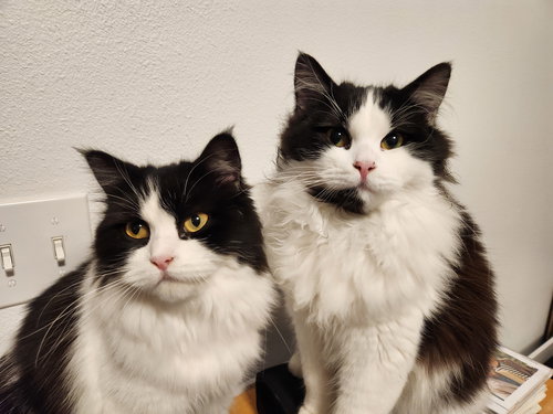 MAHI & MULAN - Big and Fluffy Teen Kittens