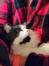 MAHI & MULAN - Big and Fluffy Teen Kittens