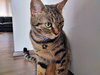 HONEYBEAR #1780 -Offered by Owner- Good w/kids