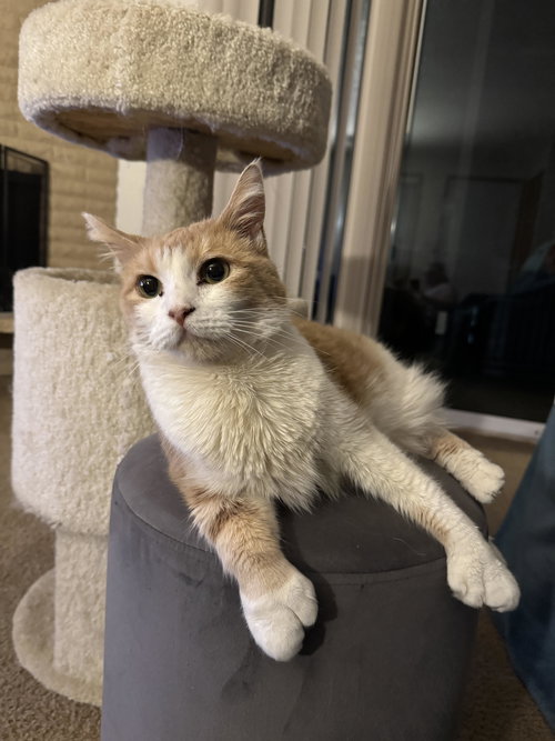 NIKKO #1781 - Offered by Owner - Polydactyl