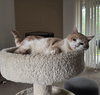 NIKKO #1781 - Offered by Owner - Polydactyl