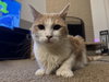 NIKKO #1781 - Offered by Owner - Polydactyl