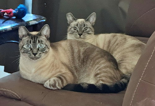 BLUEY & Mr.KITTY #1782 - Offered by Owner