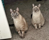 BLUEY & Mr.KITTY #1782 - Offered by Owner