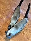 BLUEY & Mr.KITTY #1782 - Offered by Owner